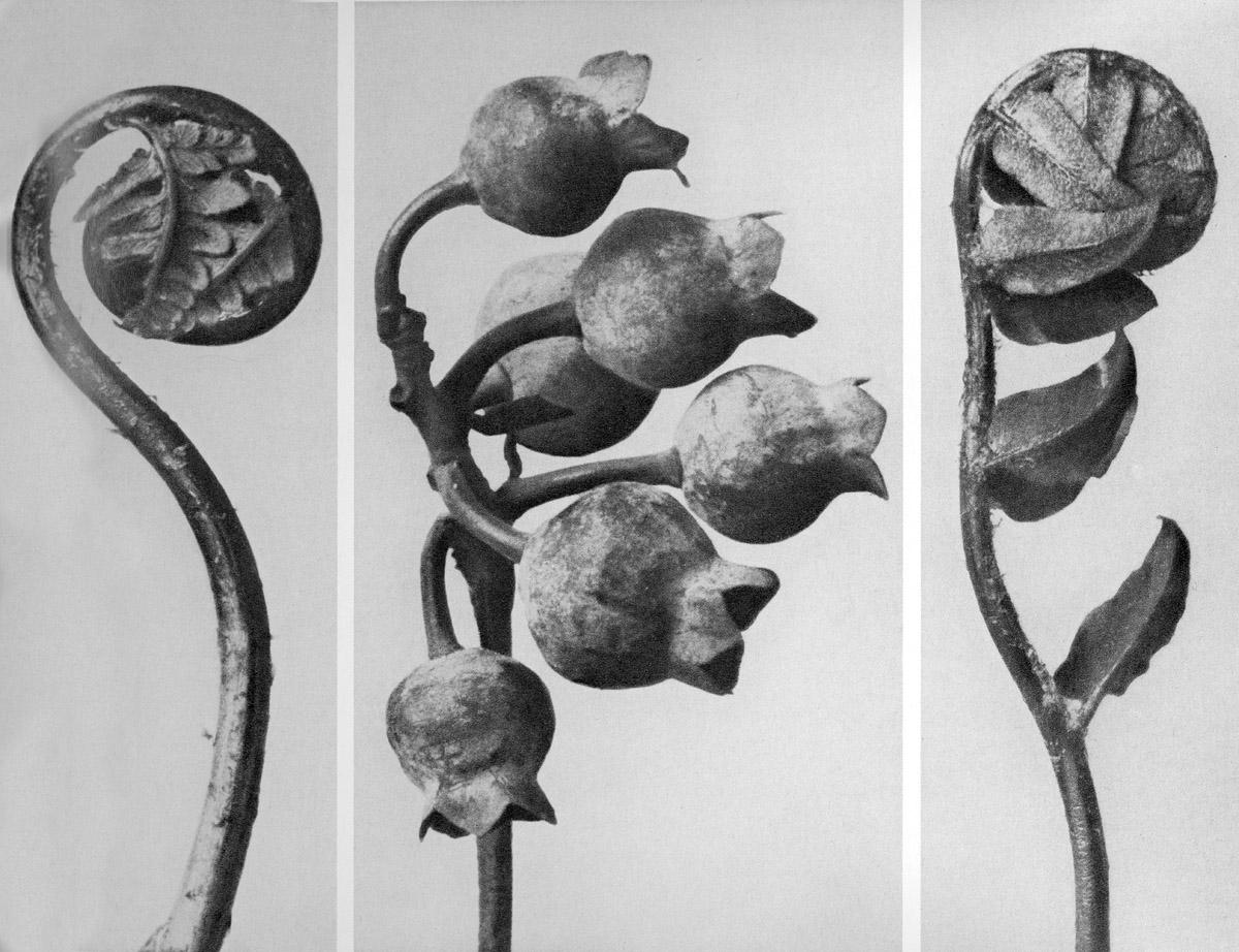 Wundergarten der Natur – Karl Blossfeldt